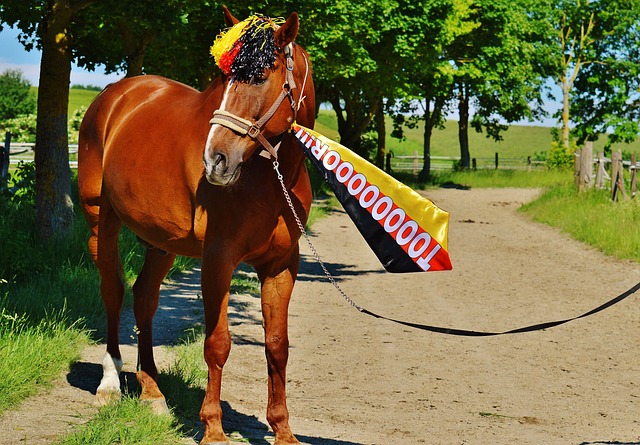 杨的成长之 杨的成长之